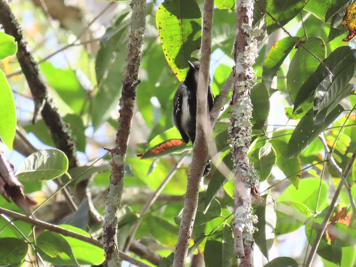 Southern White-fringed Antwren - ML643115024