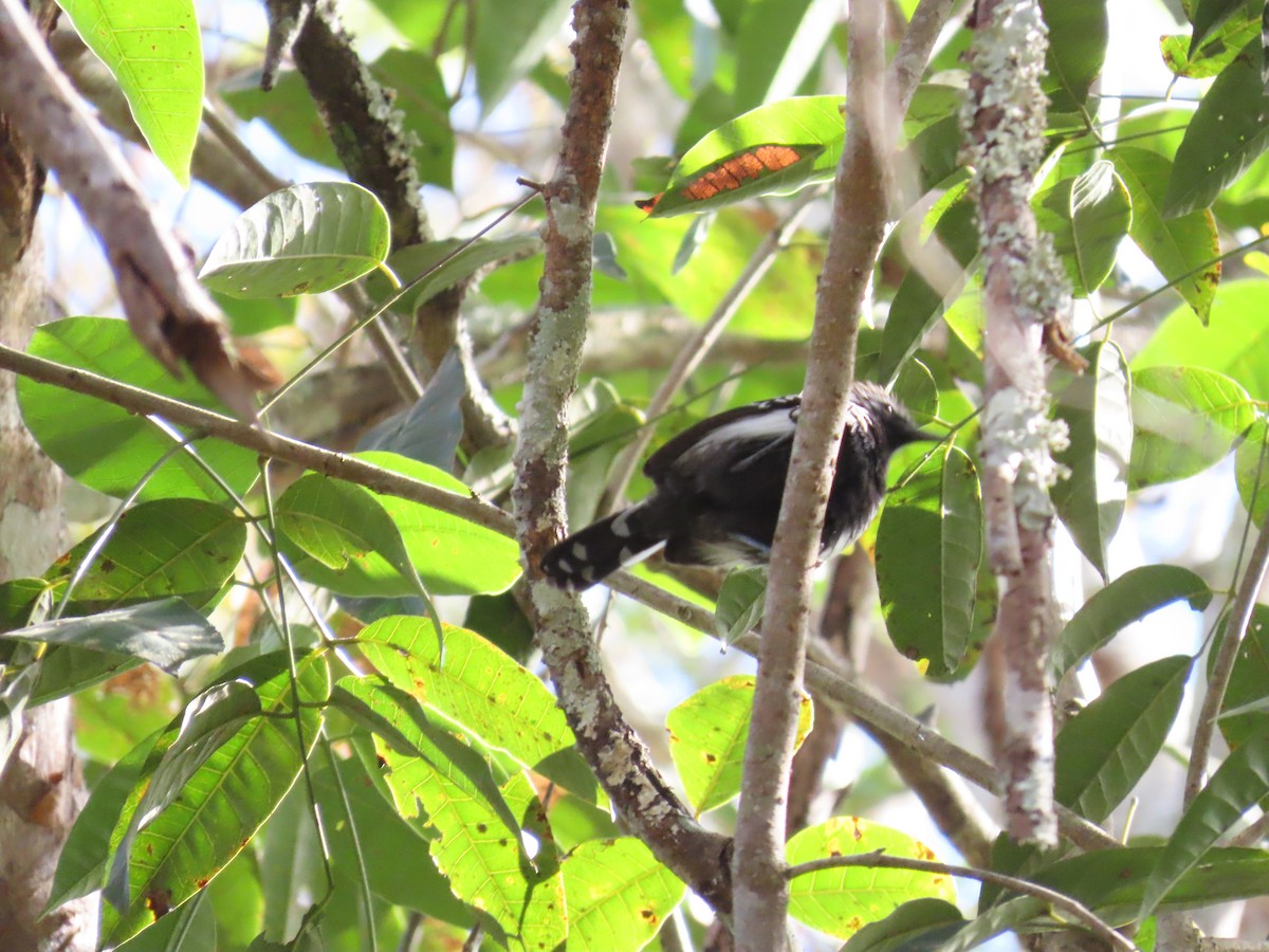 Southern White-fringed Antwren - ML643115025