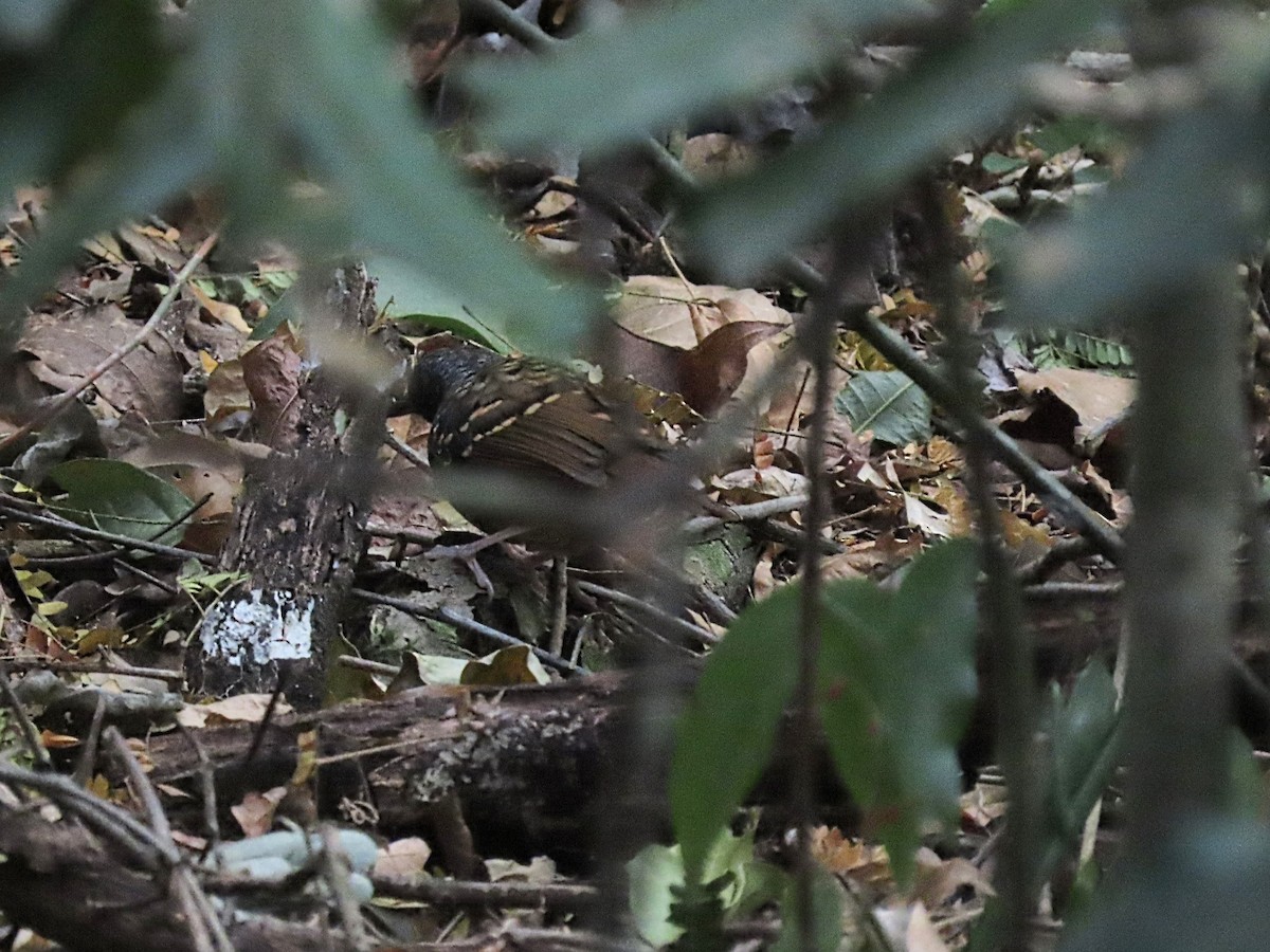 Scalloped Antbird - ML643115038