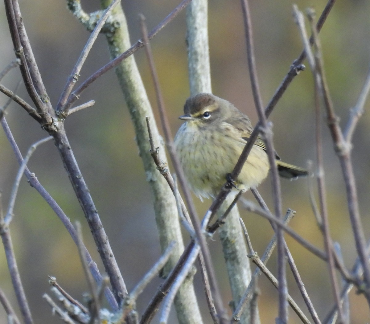 Palm Warbler - ML643115040