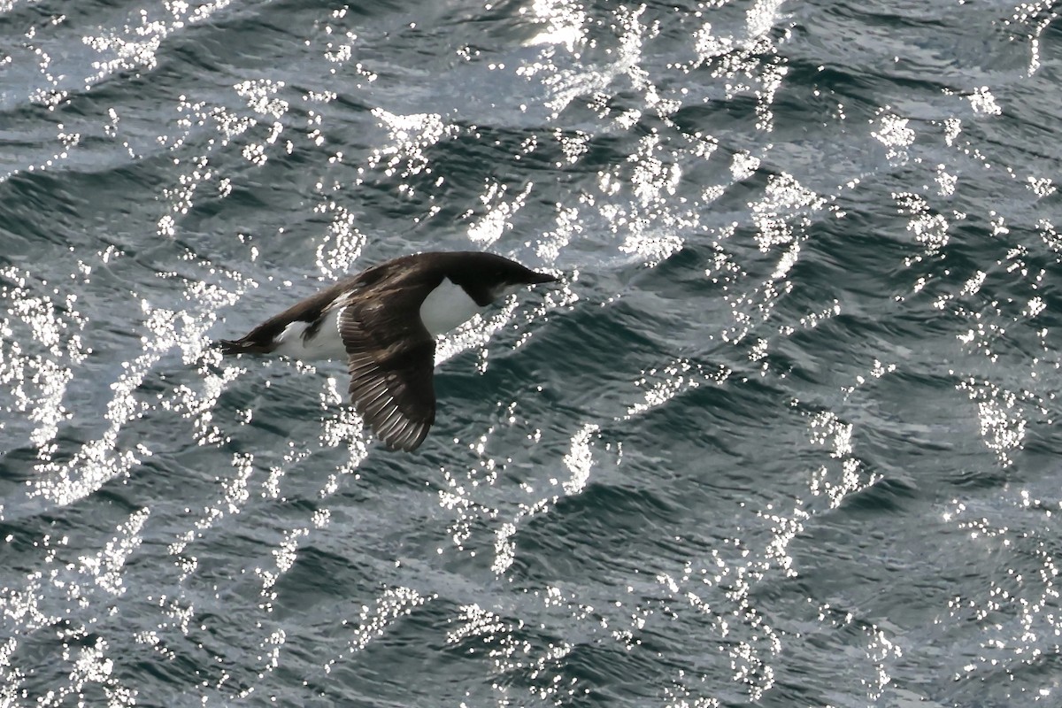 Dickschnabellumme - ML643115053