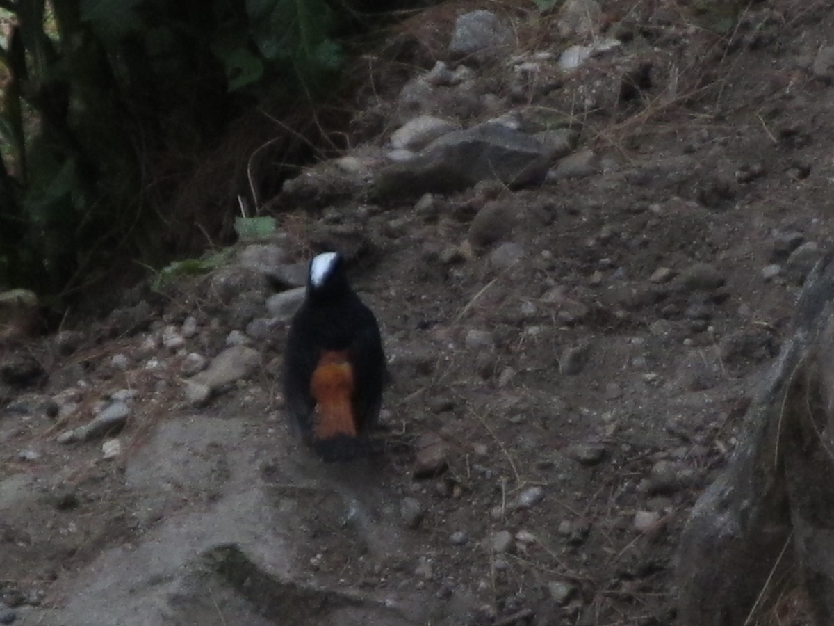 White-capped Redstart - ML643115062