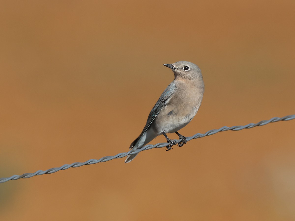 Mountain Bluebird - ML643115065