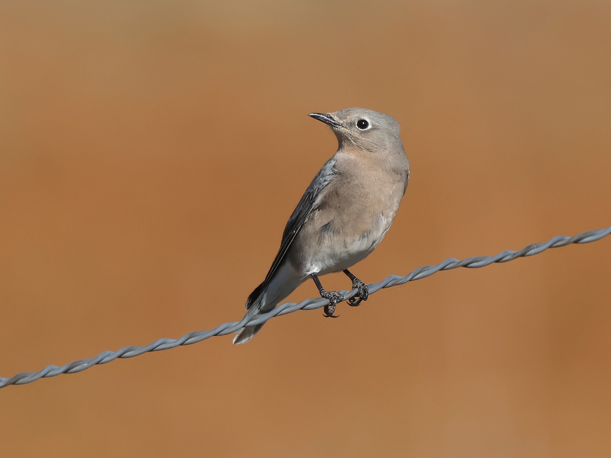 Mountain Bluebird - ML643115066