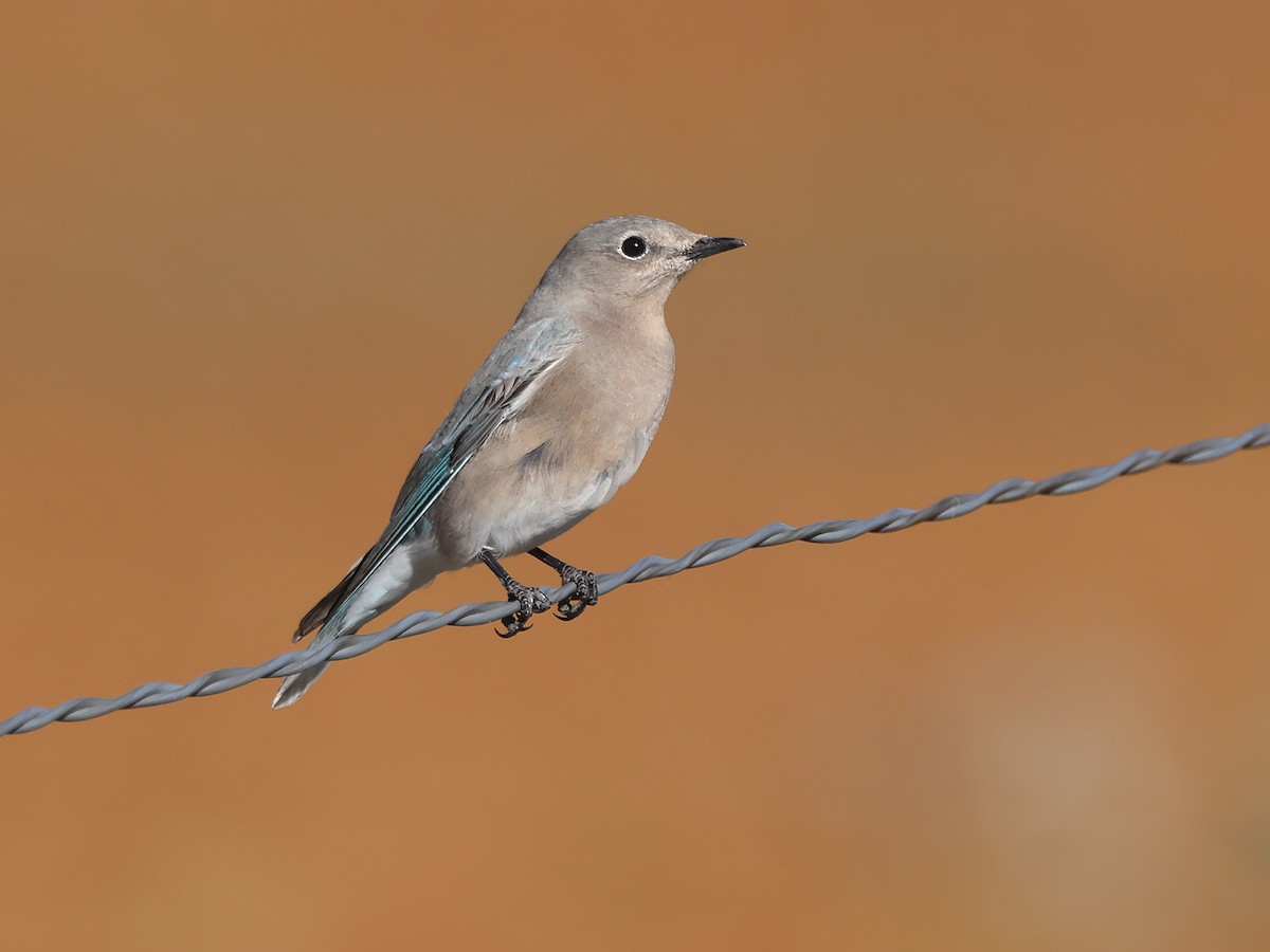 Mountain Bluebird - ML643115067