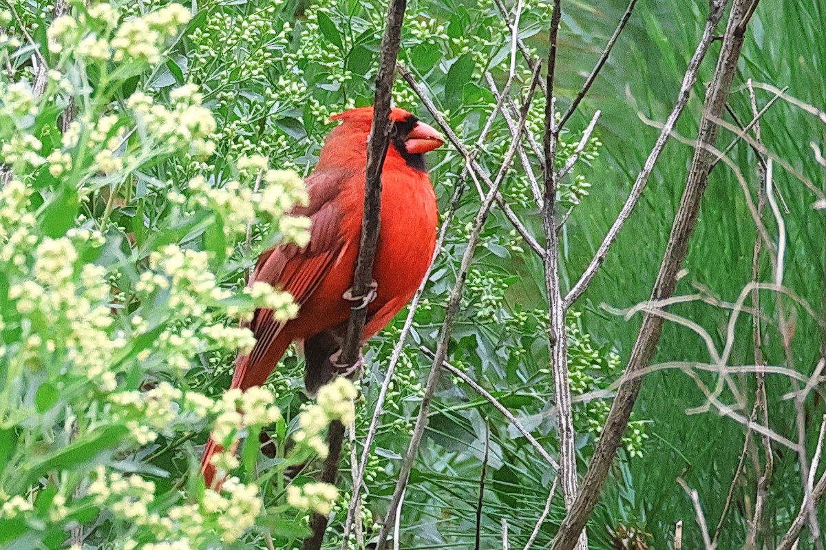 Northern Cardinal - ML643115078
