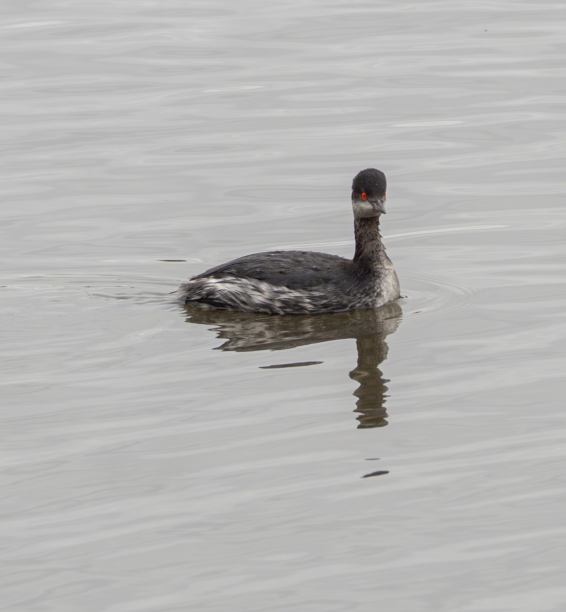 Eared Grebe - ML643115083