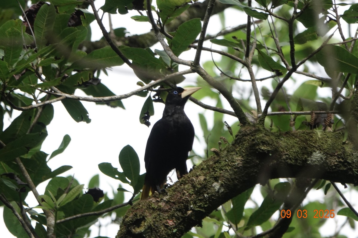 Crested Oropendola - ML643115087