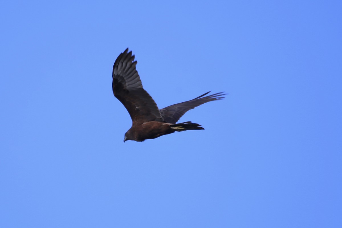 Swamp Harrier - ML643115100