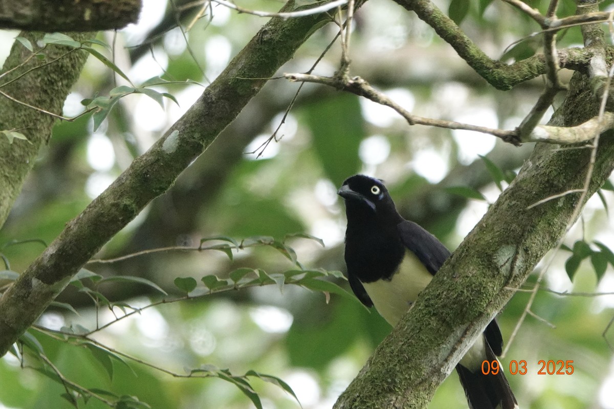 Black-chested Jay - ML643115128