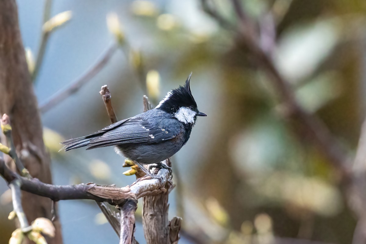 Coal Tit (Black-crested) - ML643115136
