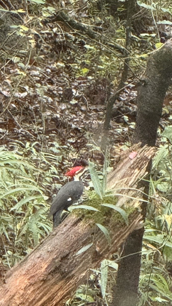 Pileated Woodpecker - ML643115160