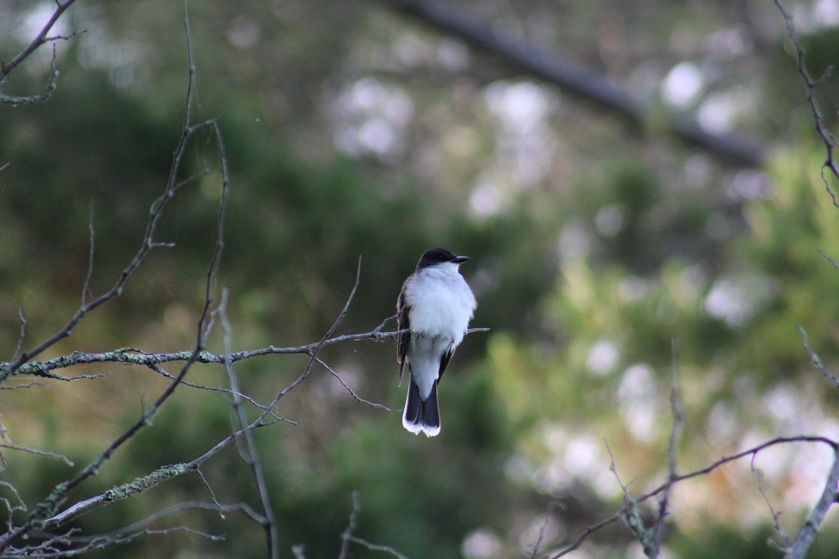 Eastern Kingbird - ML643115162
