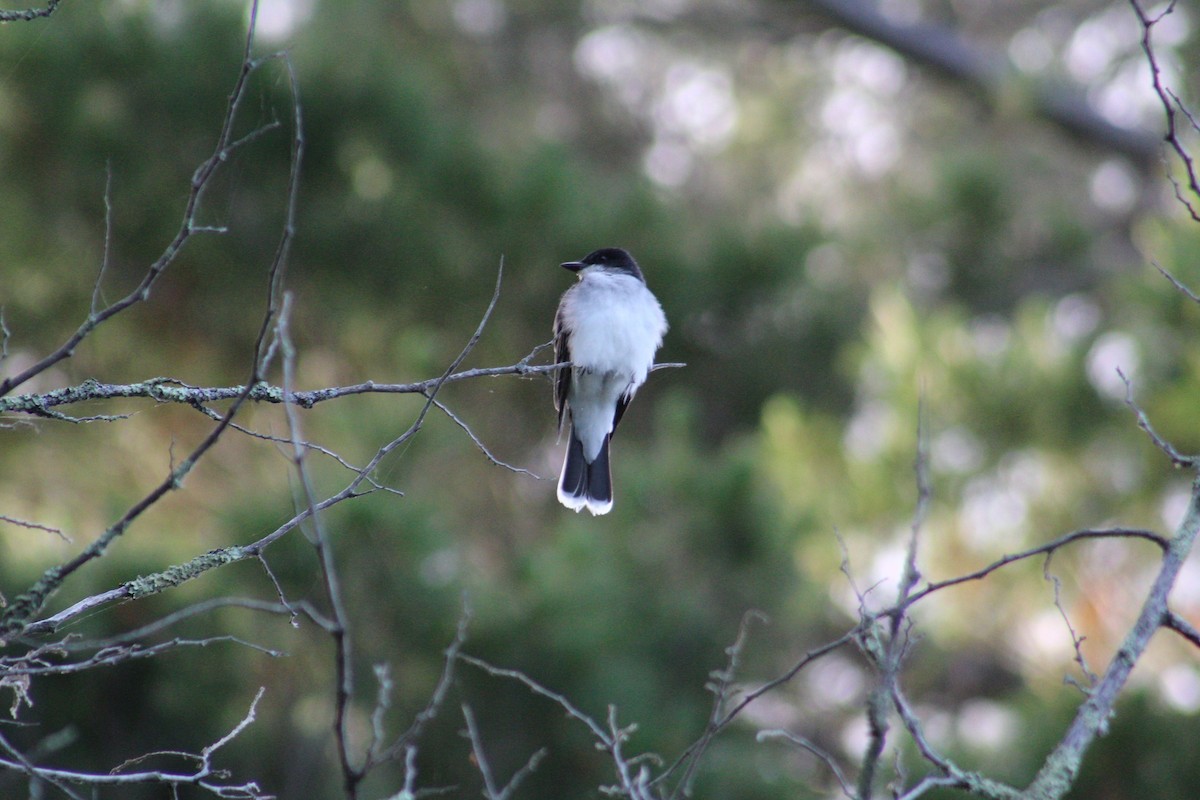 Eastern Kingbird - ML643115163