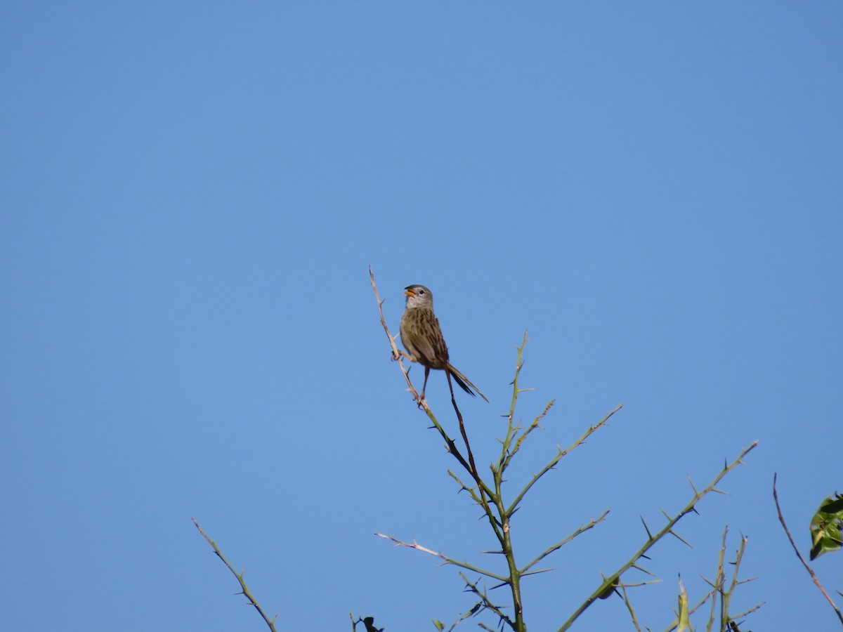 Wedge-tailed Grass-Finch - ML643115166