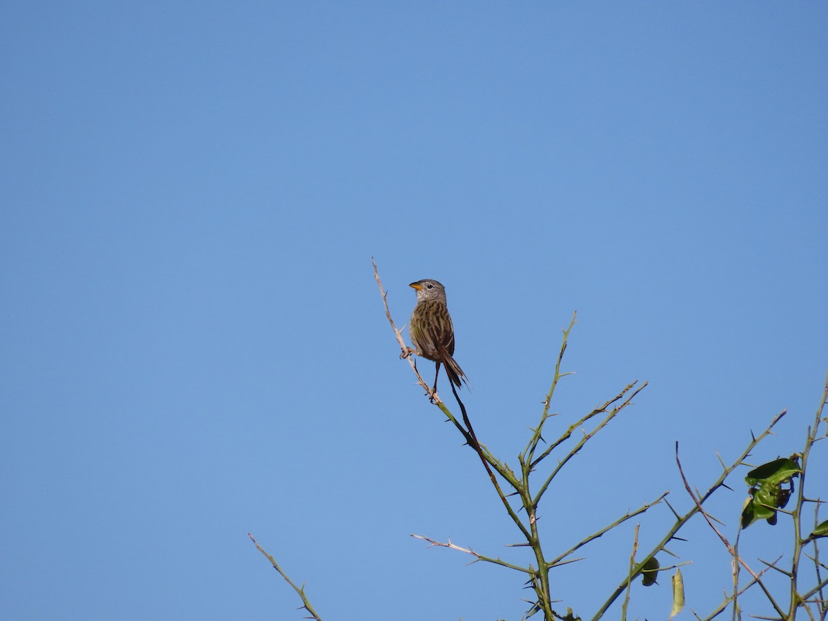 Wedge-tailed Grass-Finch - ML643115167