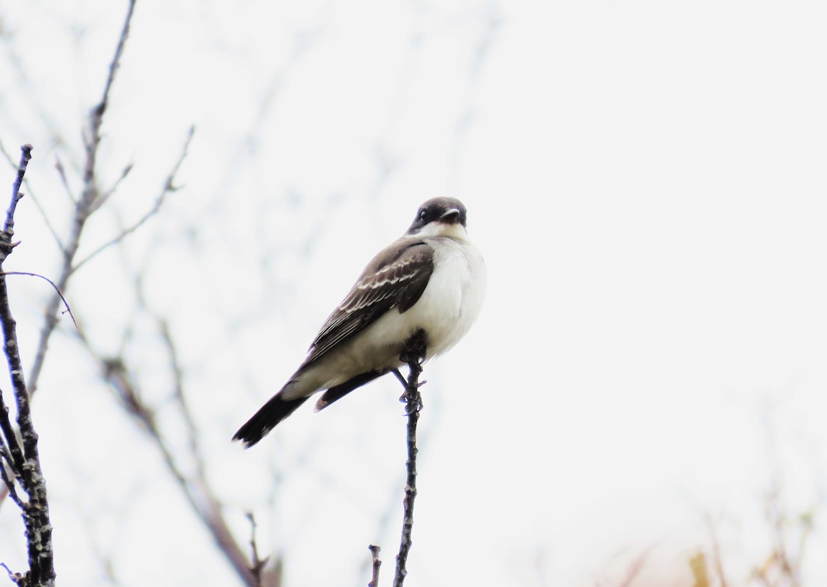 Eastern Kingbird - ML643115172