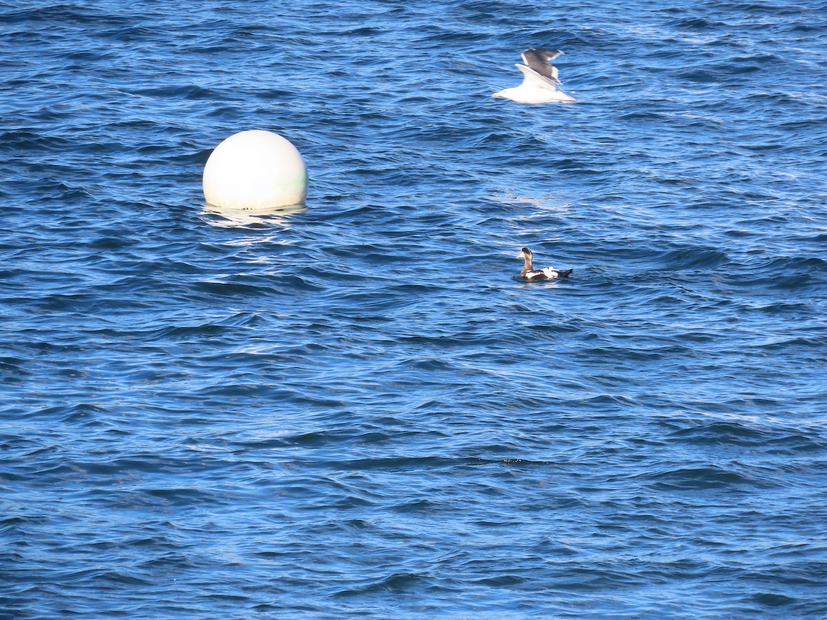 Common Eider - ML643115173