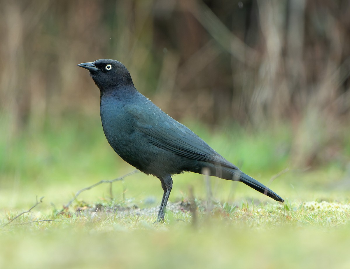 purpurhodetrupial - ML643115174