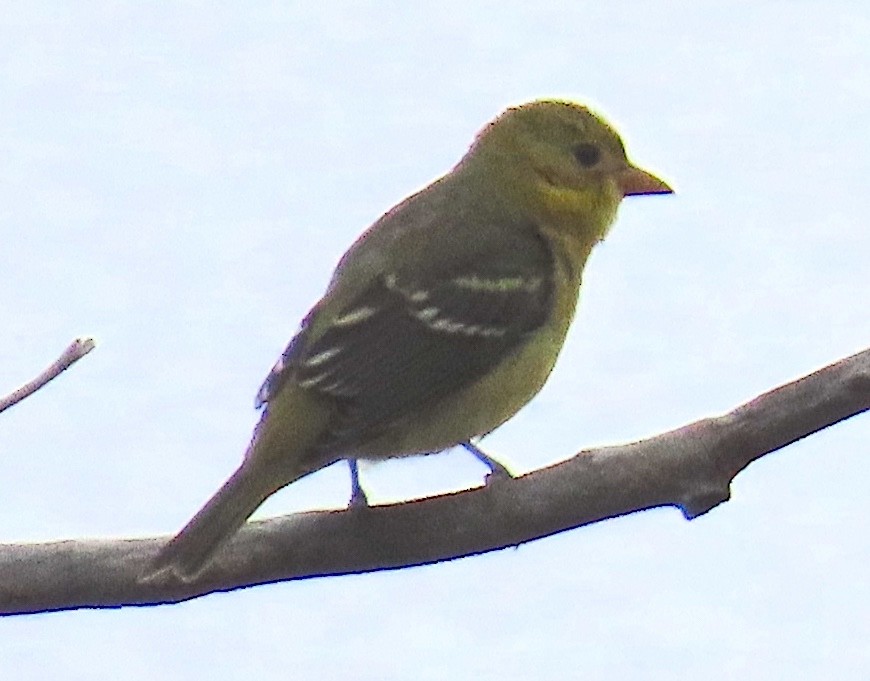 Western Tanager - ML643115180
