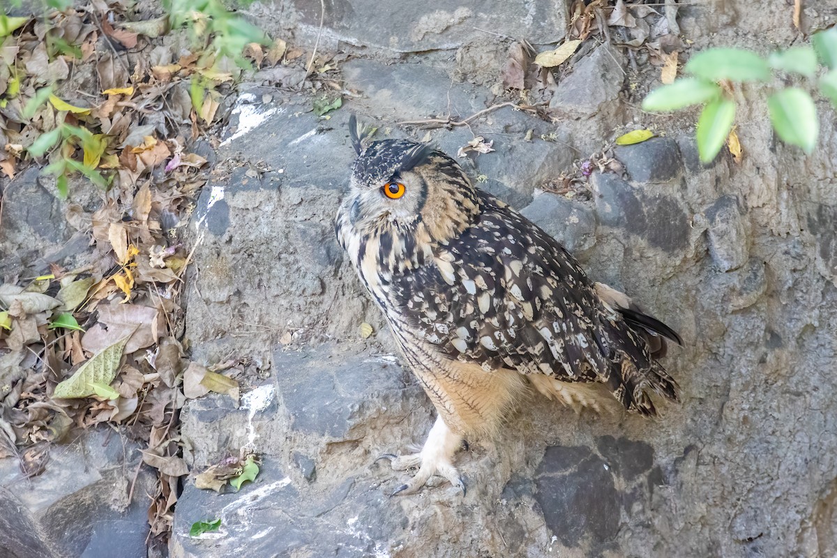 Rock Eagle-Owl - ML643115190