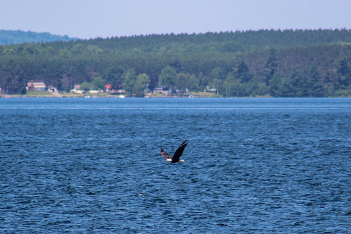 Bald Eagle - ML643115191