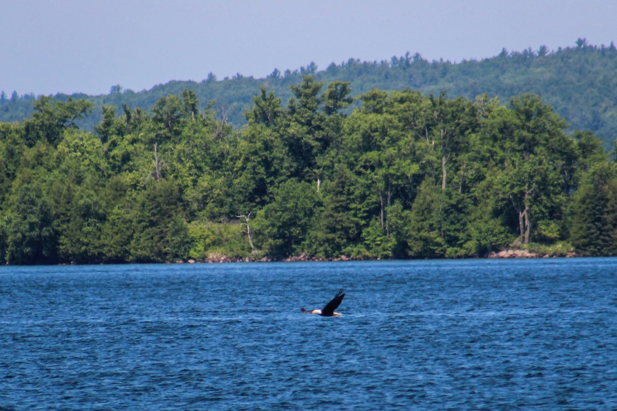 Bald Eagle - ML643115192