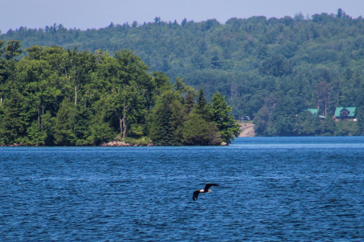 Bald Eagle - ML643115193