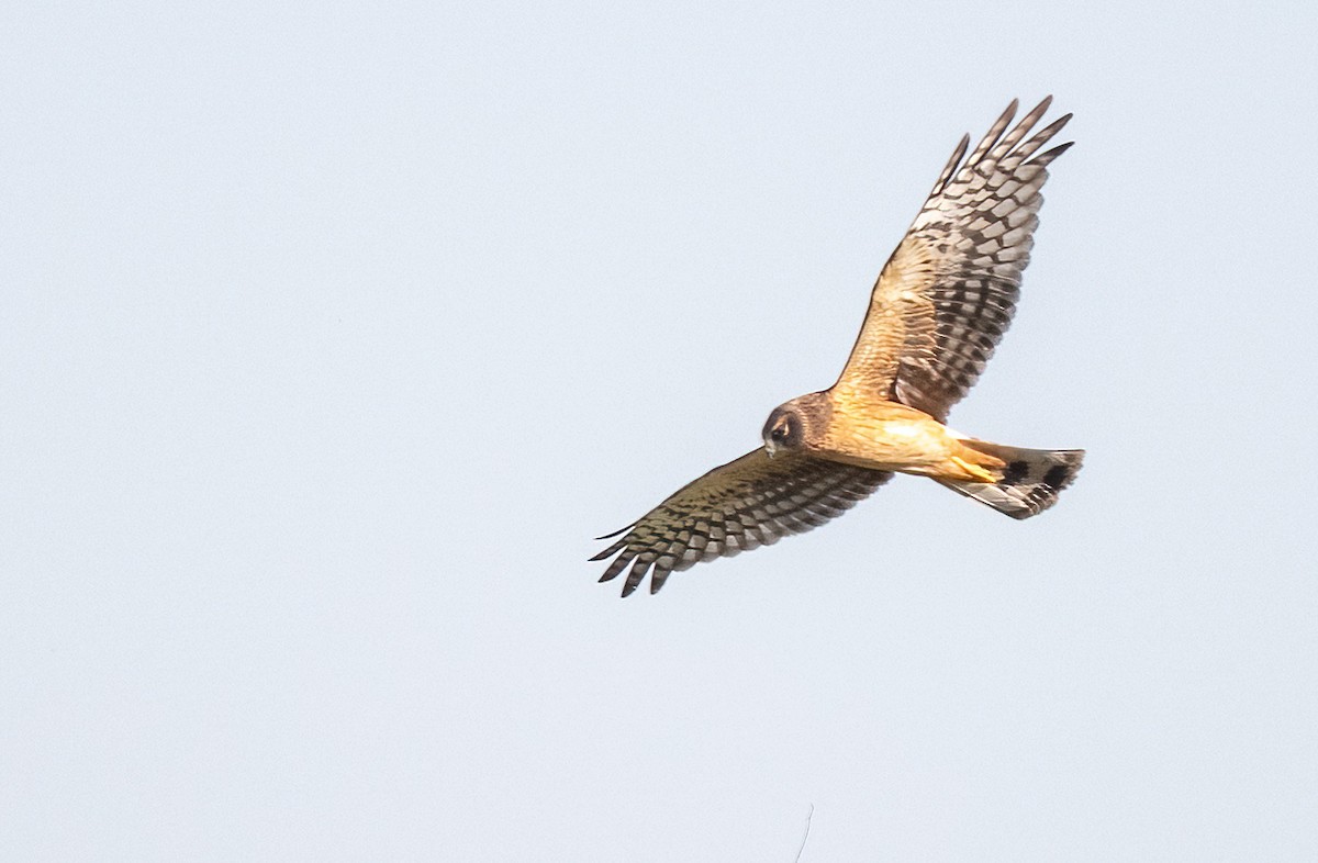 Northern Harrier - ML643115197