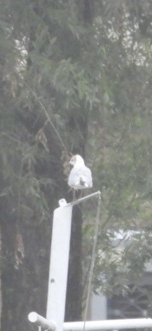 紅嘴鷗 - ML643115215