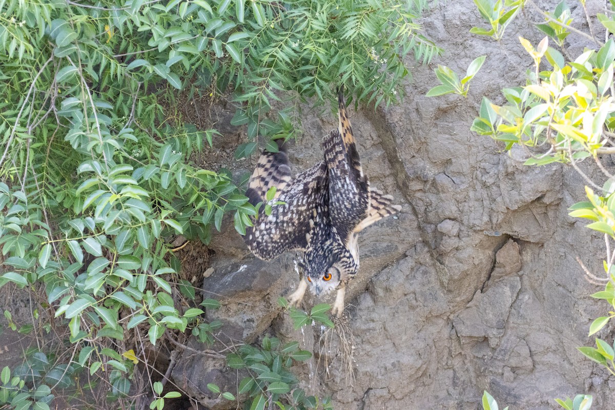 Rock Eagle-Owl - ML643115226