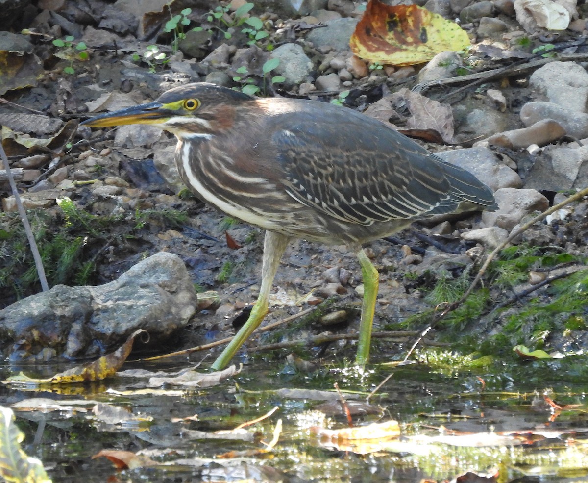 Green Heron - ML643115231