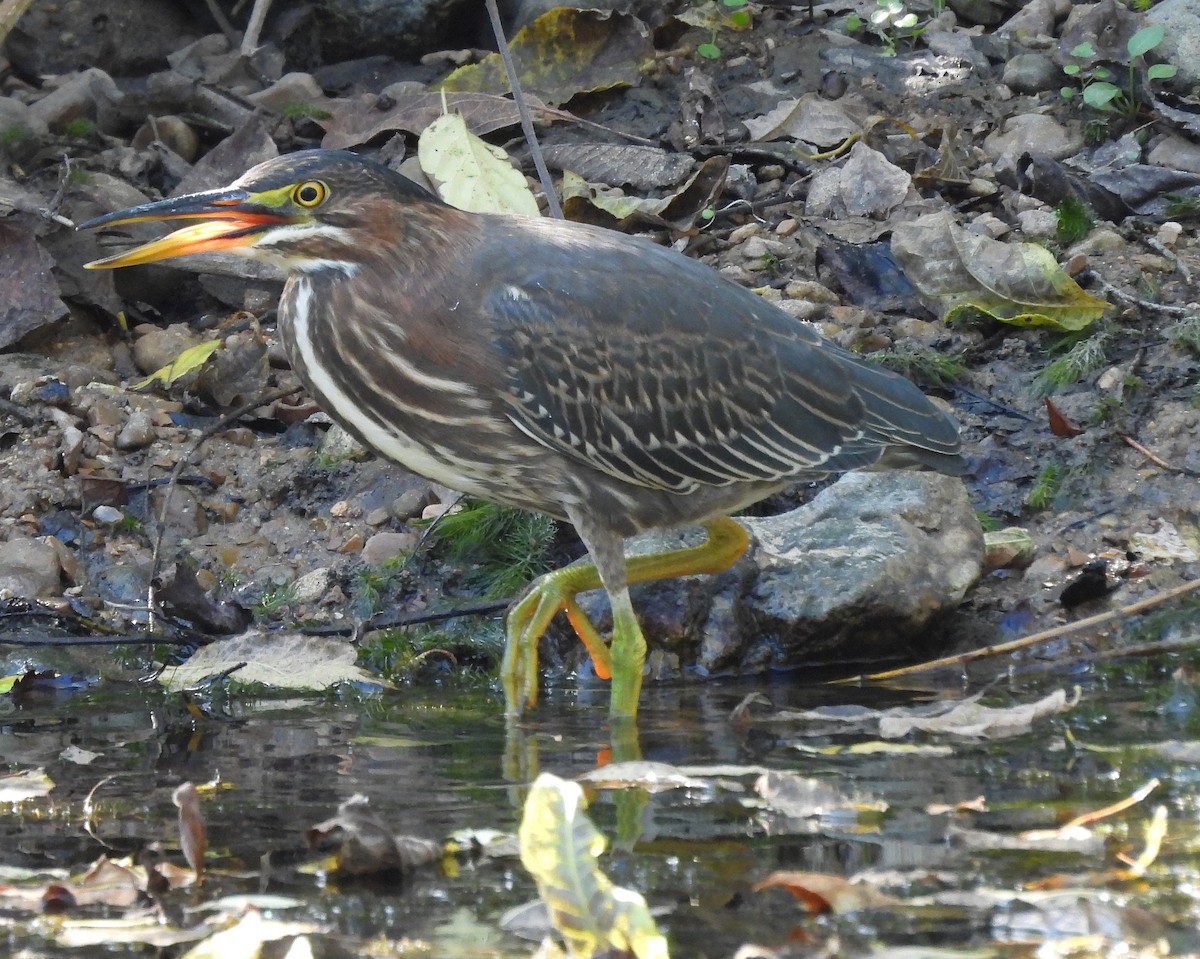 Green Heron - ML643115232