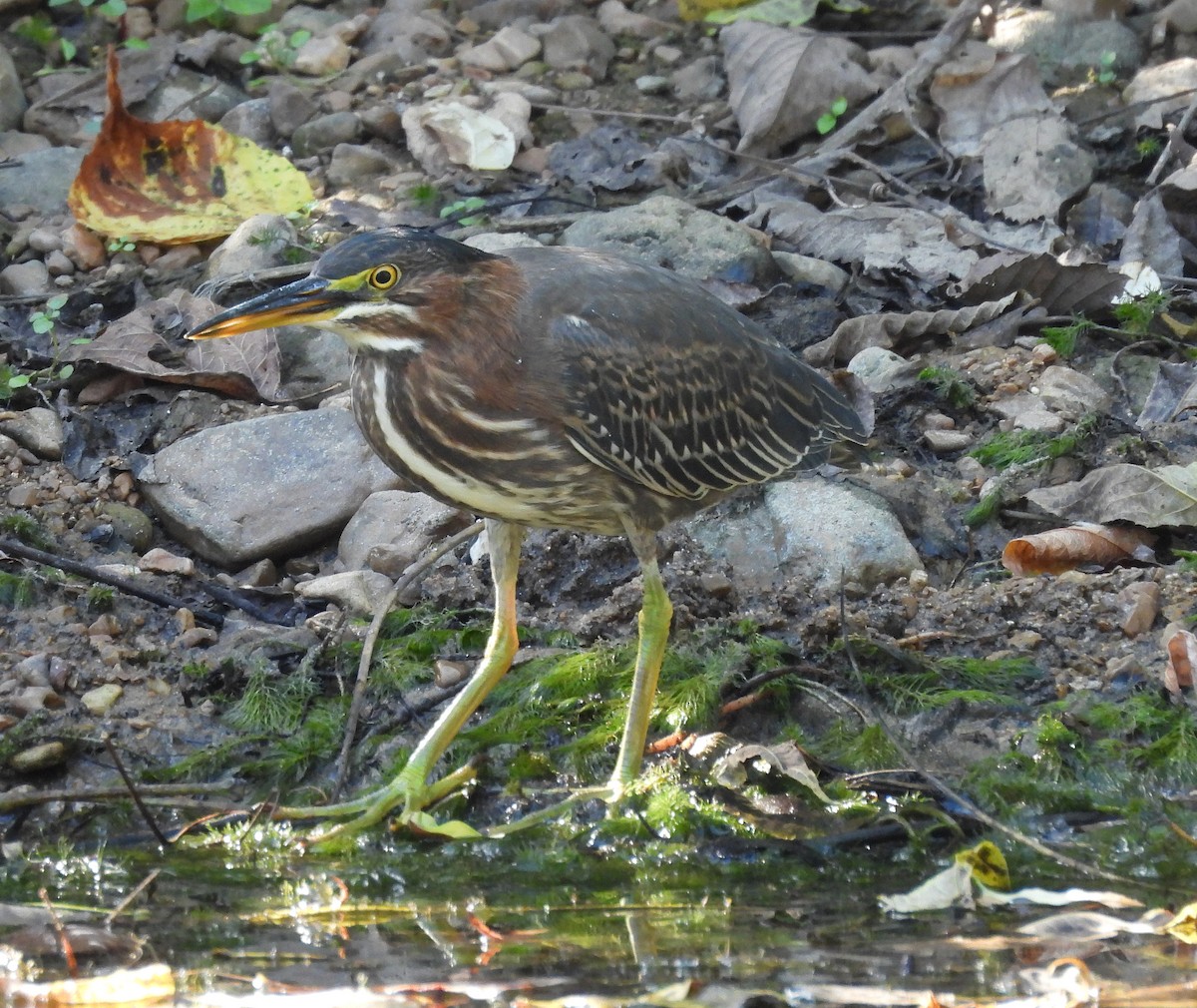 Green Heron - ML643115233