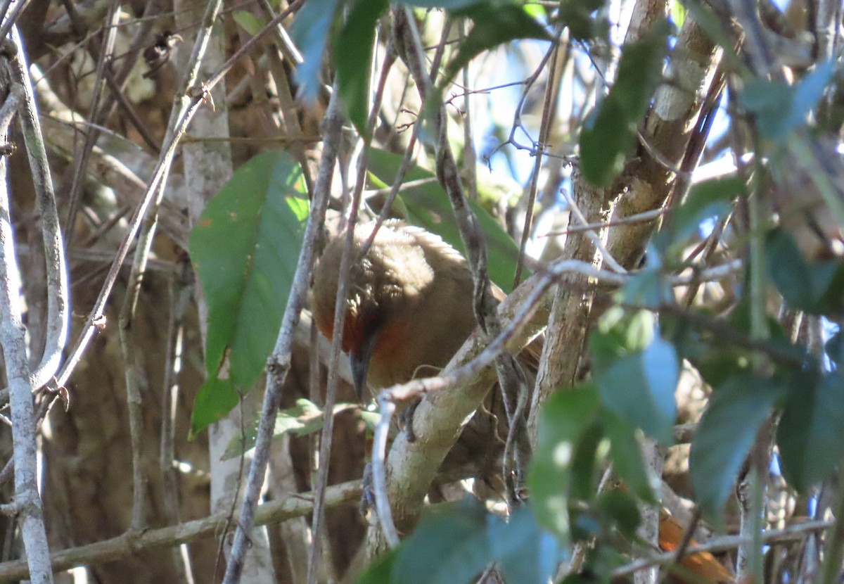 Orange-eyed Thornbird - ML643115243
