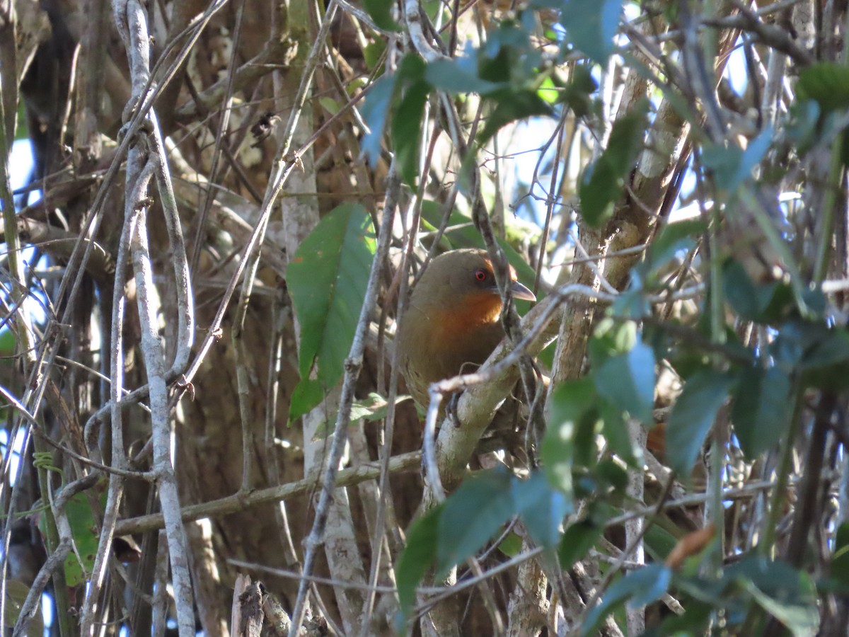 Orange-eyed Thornbird - ML643115245