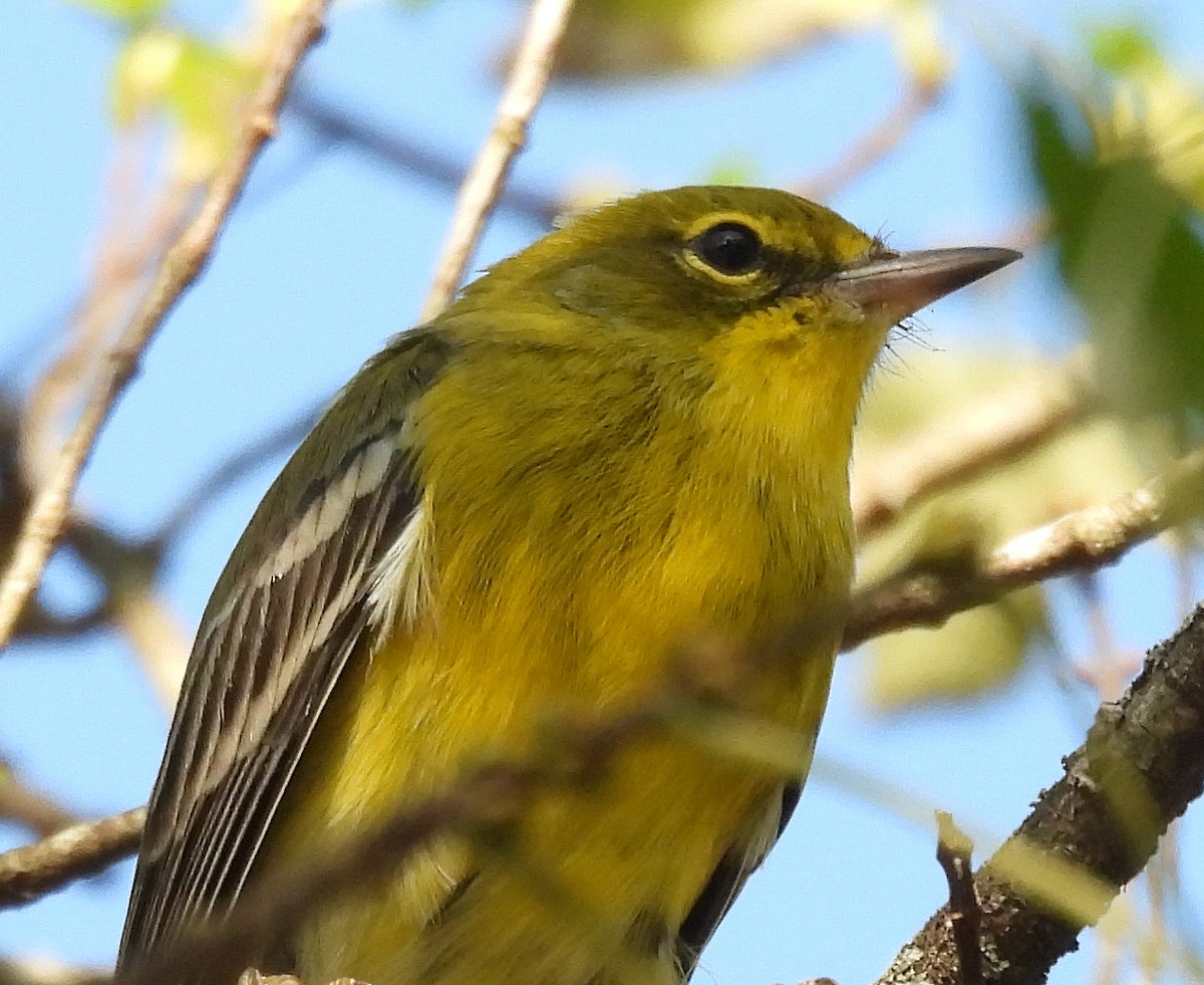 Pine Warbler - ML643115272