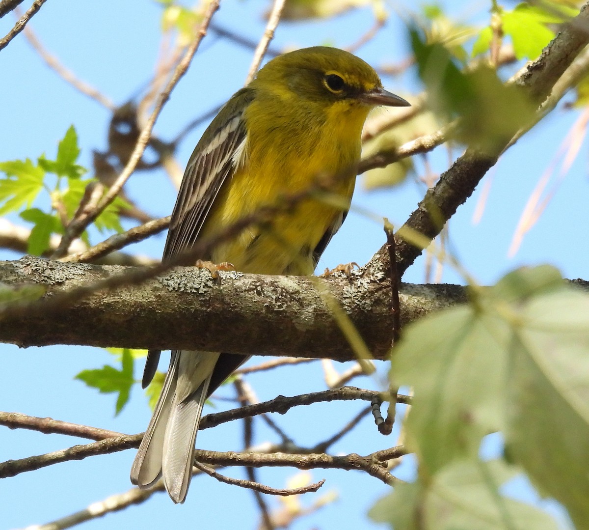 Pine Warbler - ML643115273
