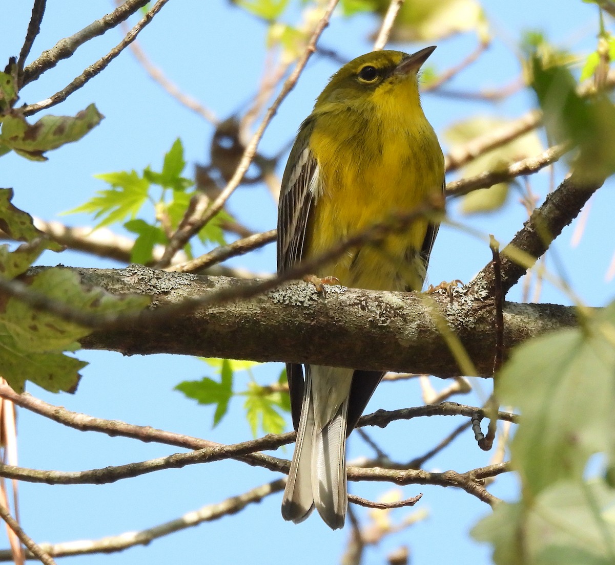 Pine Warbler - ML643115274