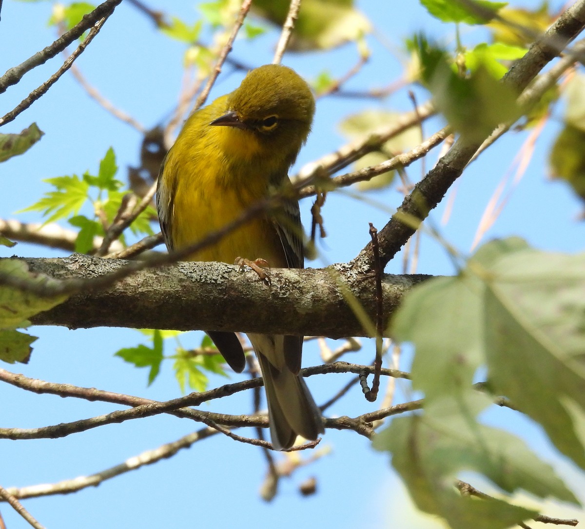 Pine Warbler - ML643115275