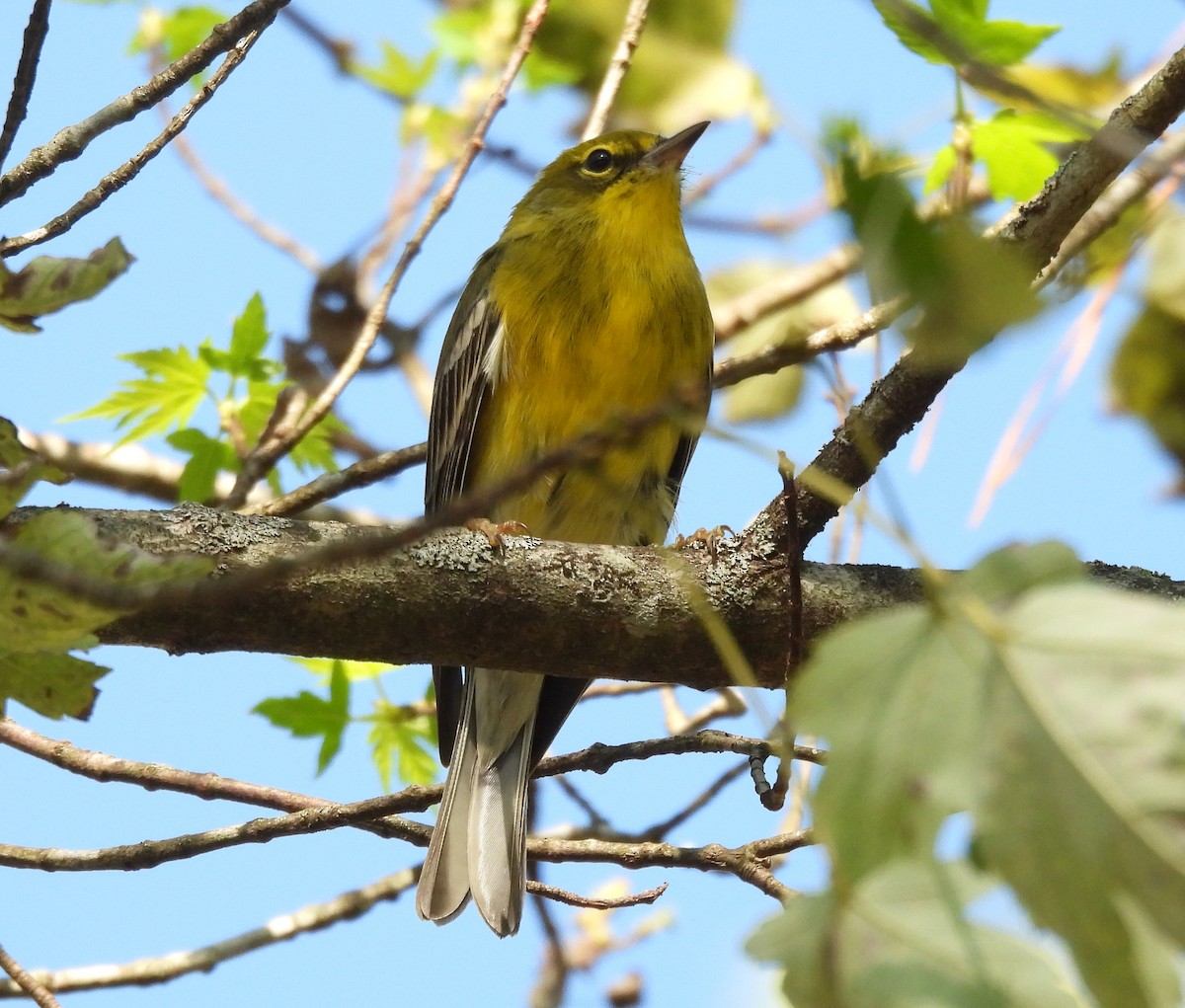 Pine Warbler - ML643115276