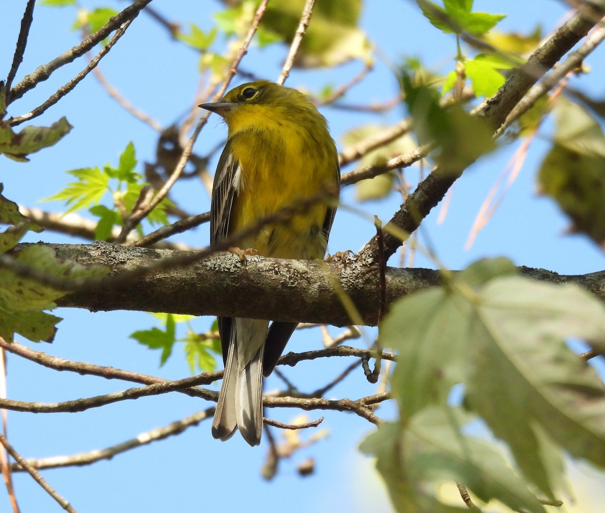 Pine Warbler - ML643115277