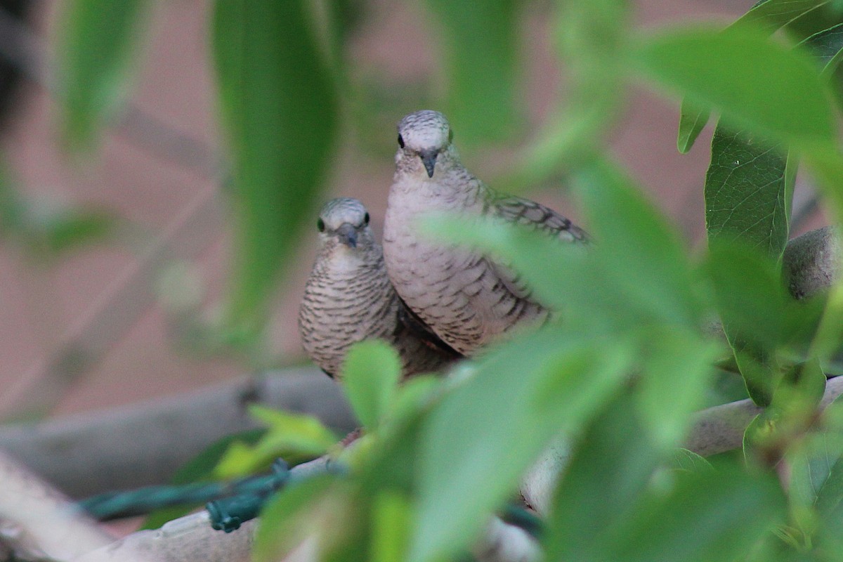 Inca Dove - Cerrie Love