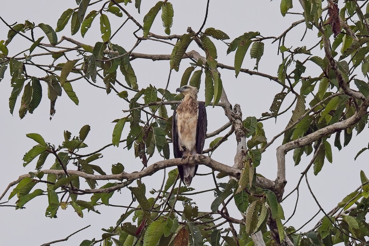 White-bellied Sea-Eagle - ML643115301