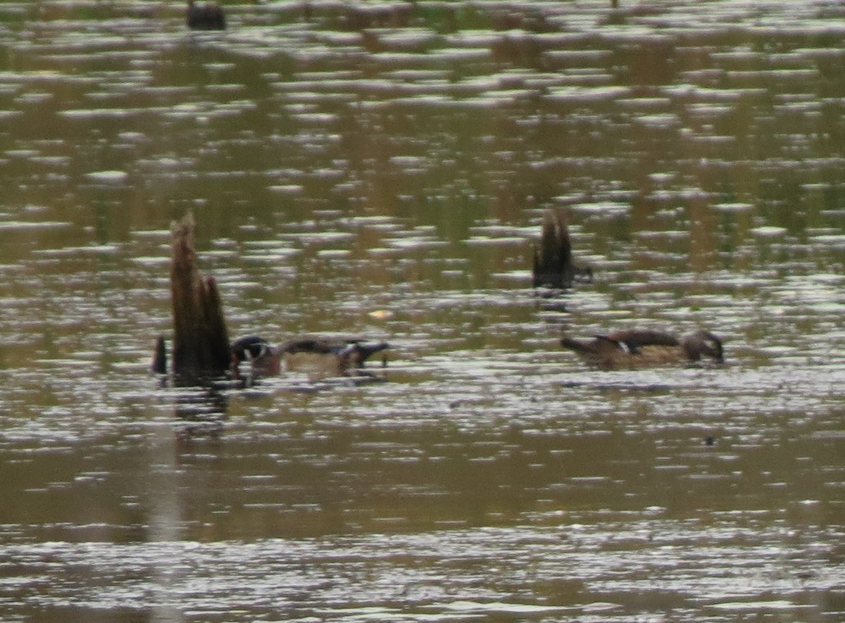Wood Duck - ML643115308