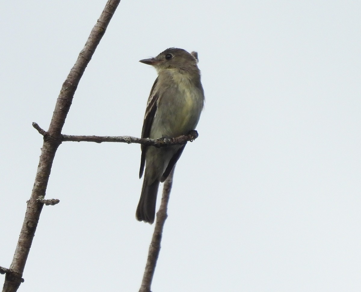 Eastern Wood-Pewee - ML643115311