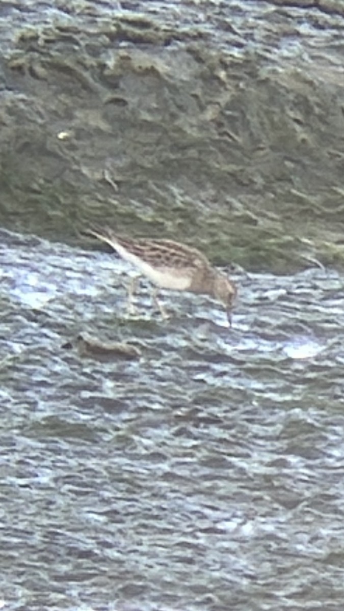 Pectoral Sandpiper - ML643115313