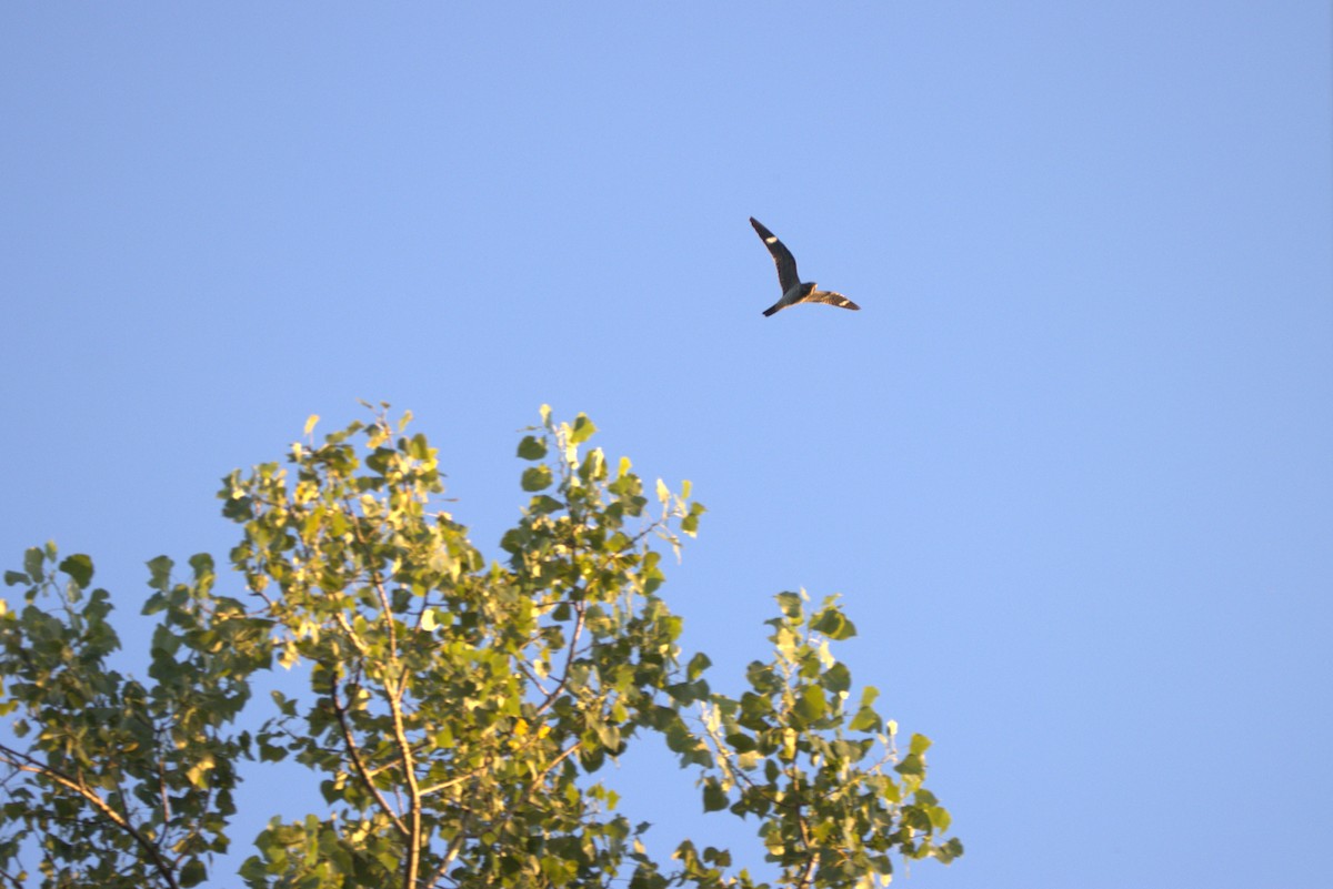 Common Nighthawk - ML643115315