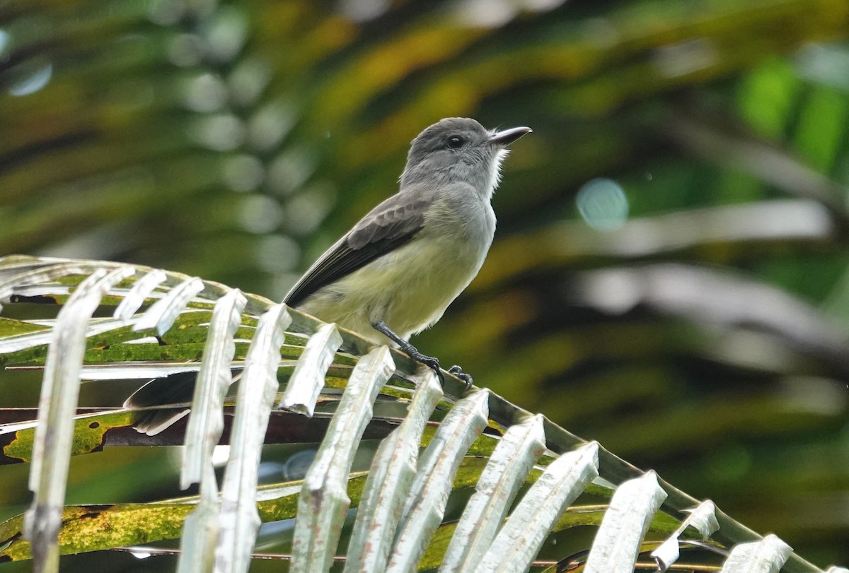 Panama Flycatcher - ML643115332