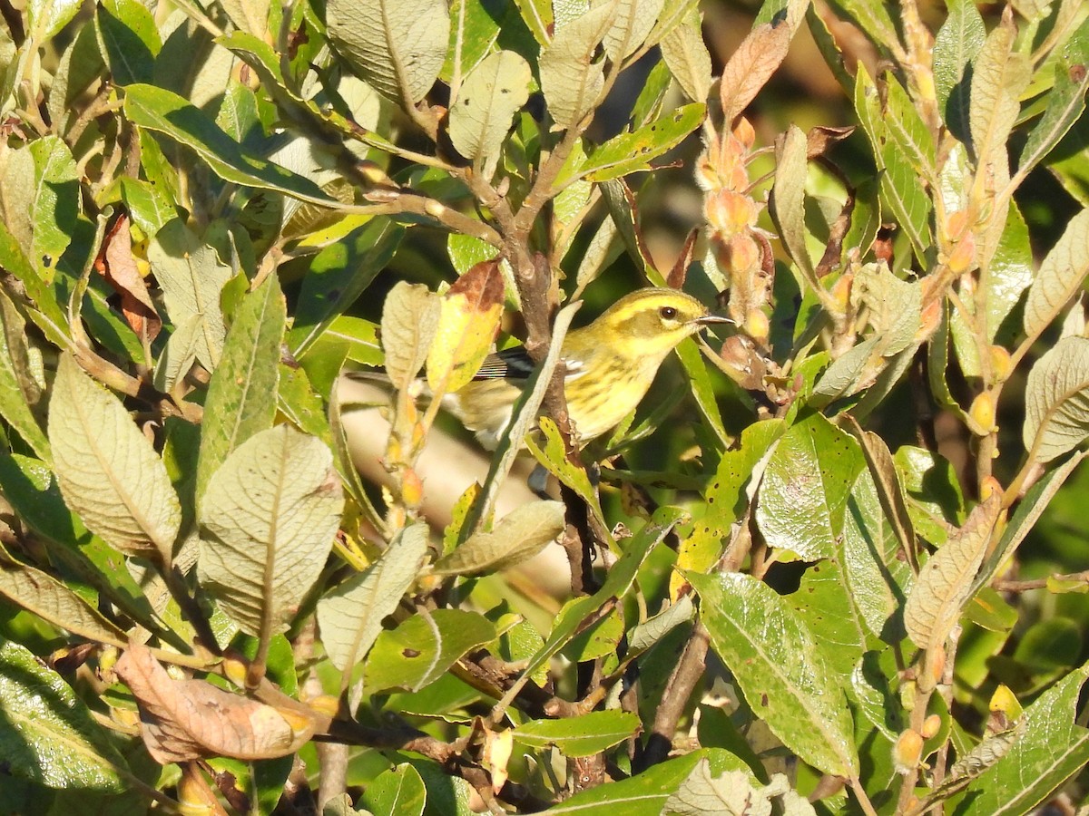 Paruline de Townsend - ML643115335